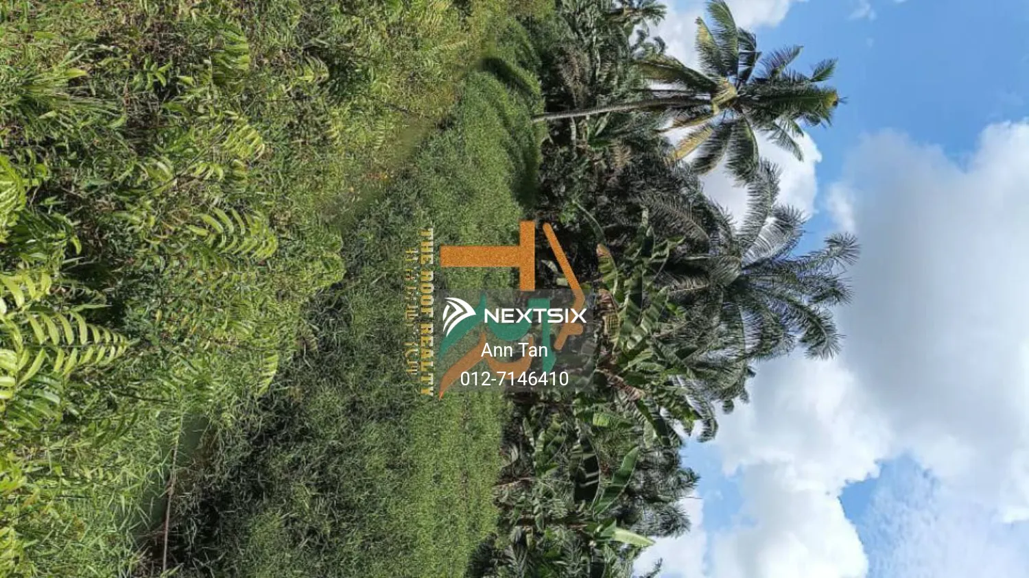 Oil palm plantation