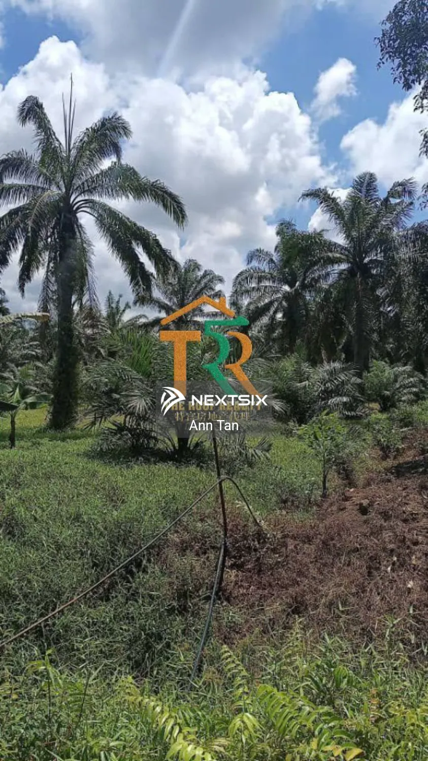 Agricultural Land For Sale in Batu Pahat Johor - Image 5