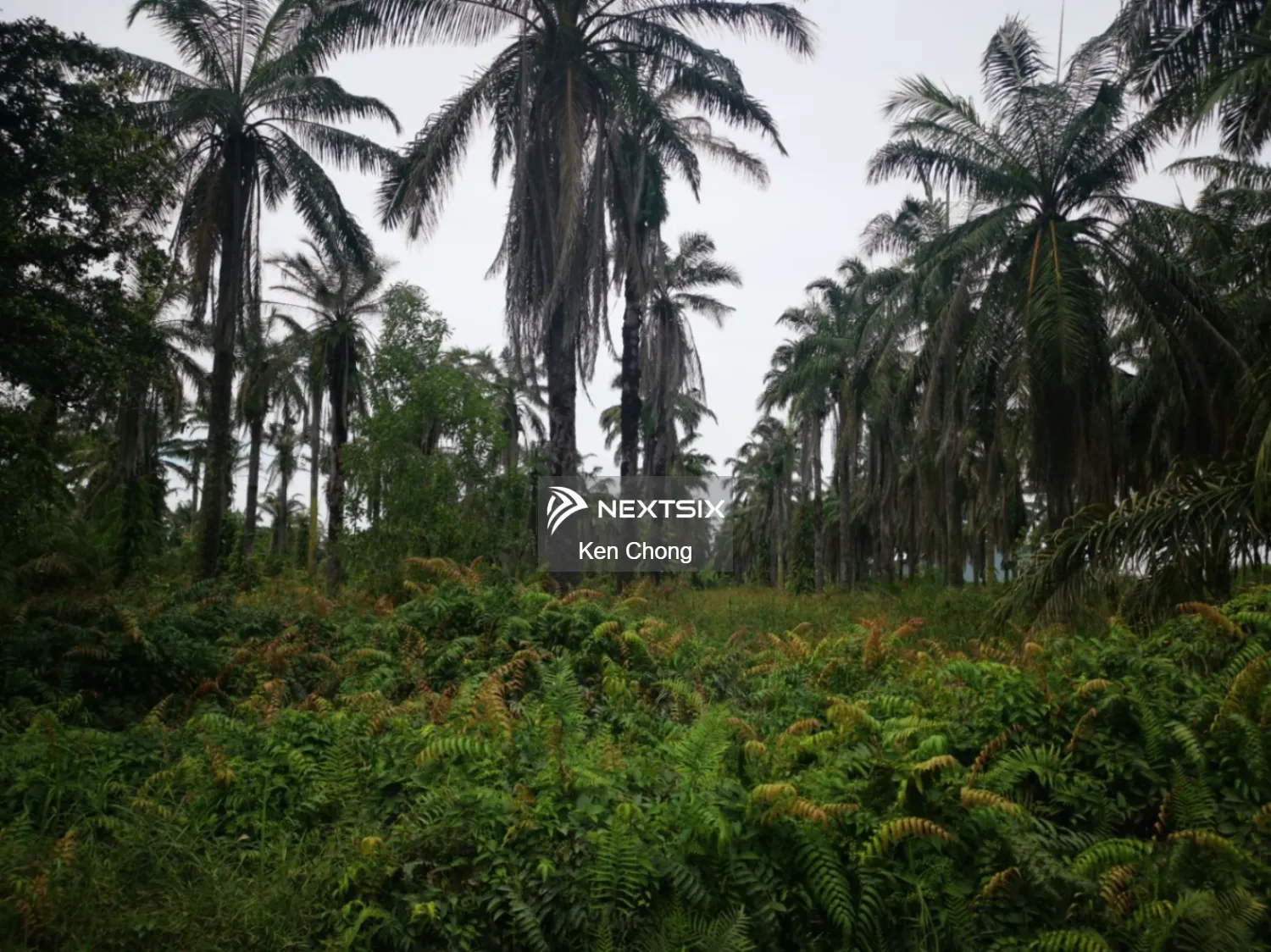 Agricultural Land For Sale in Ijok Selangor