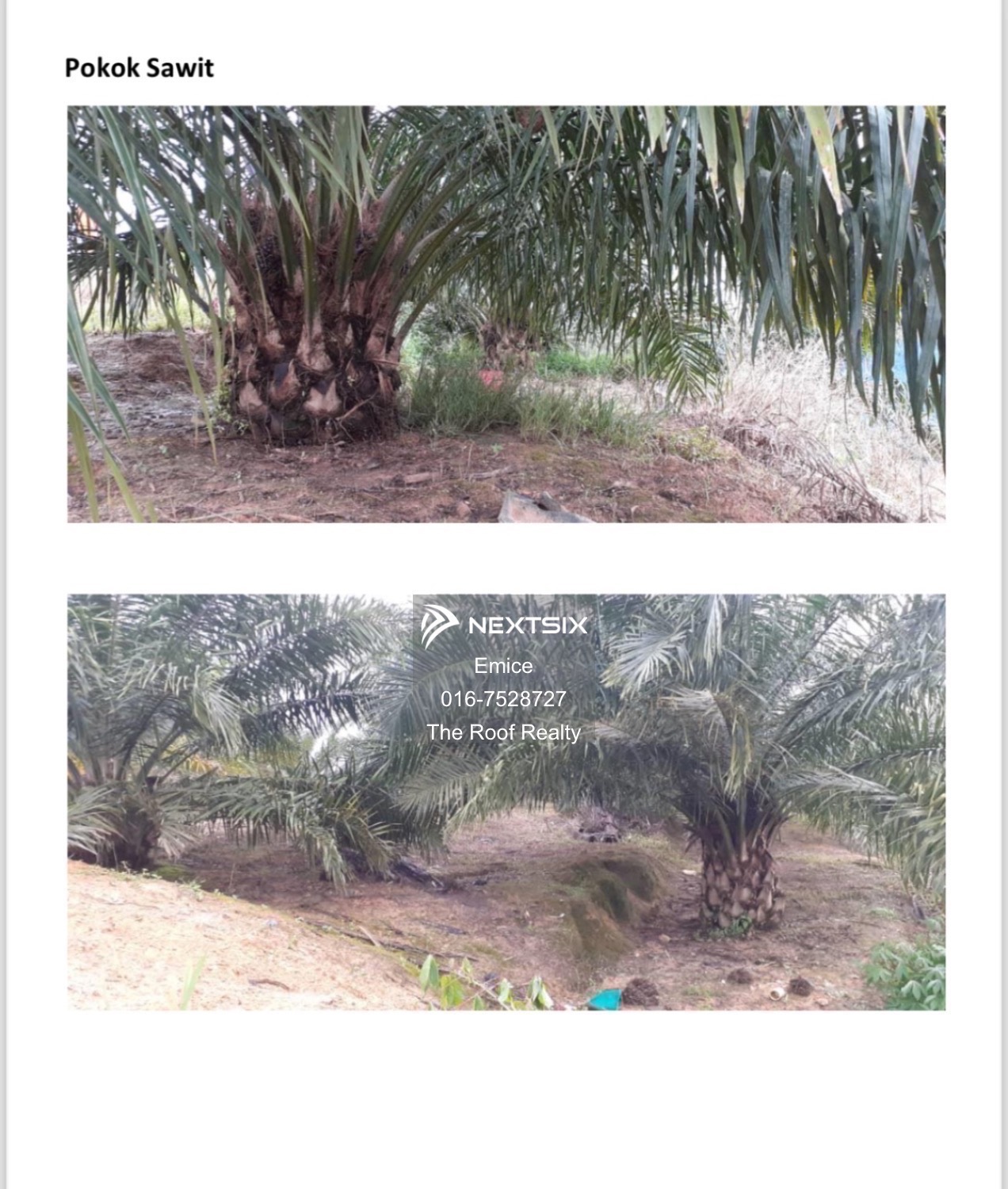 Agricultural Land For Sale in Kota Kinabalu Sabah - Image 2