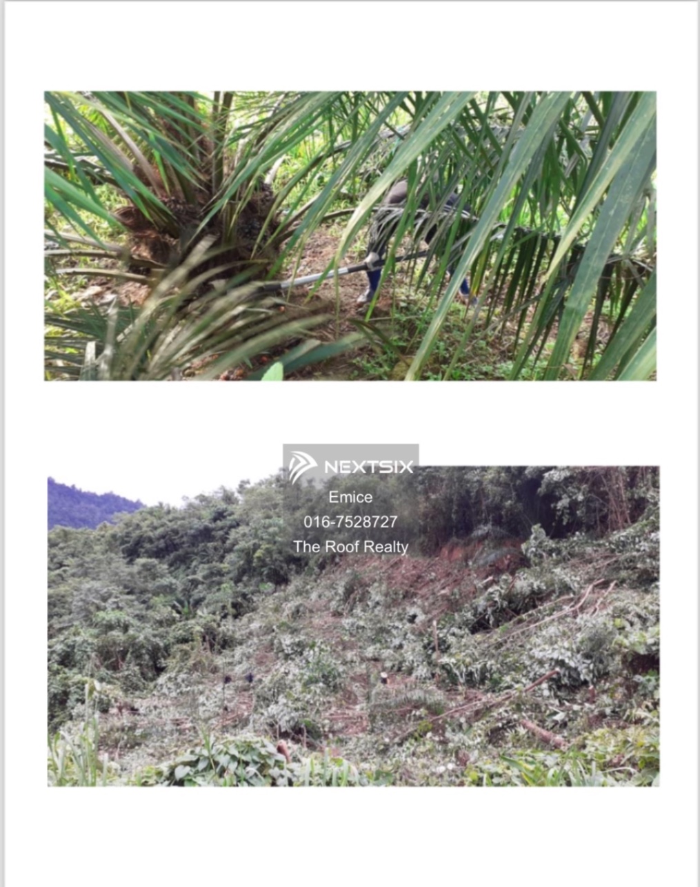 Agricultural Land For Sale in Kota Kinabalu Sabah - Image 6