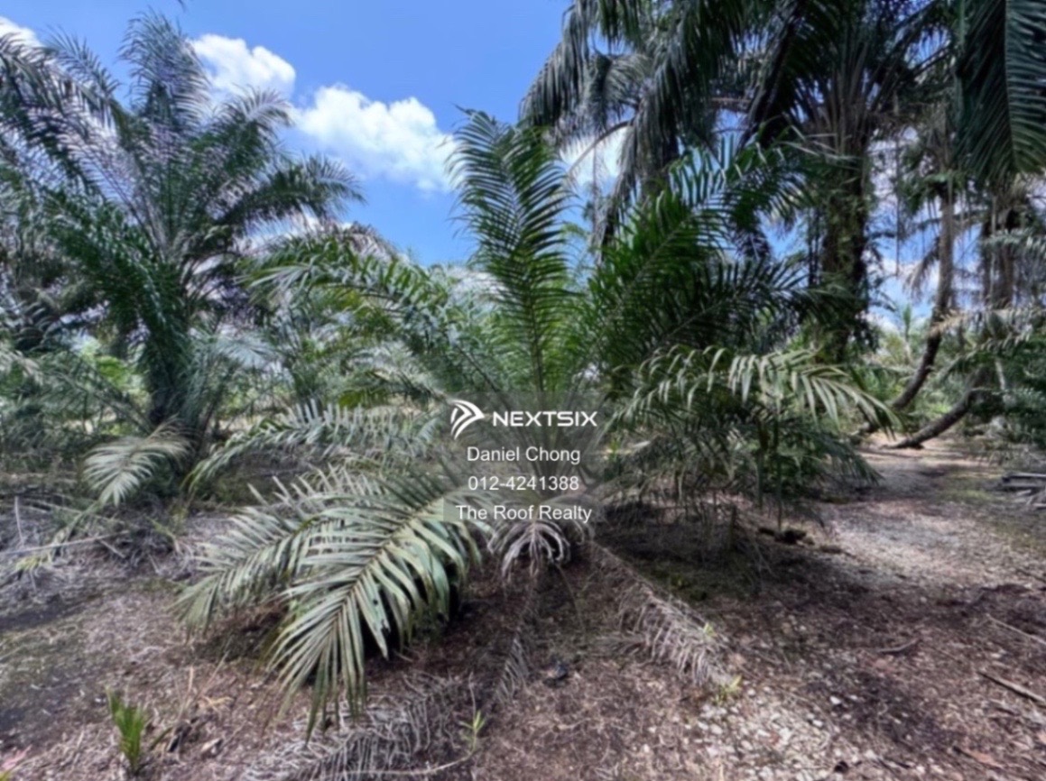 Agricultural Land For Sale in Pekan Nanas Johor - Image 5