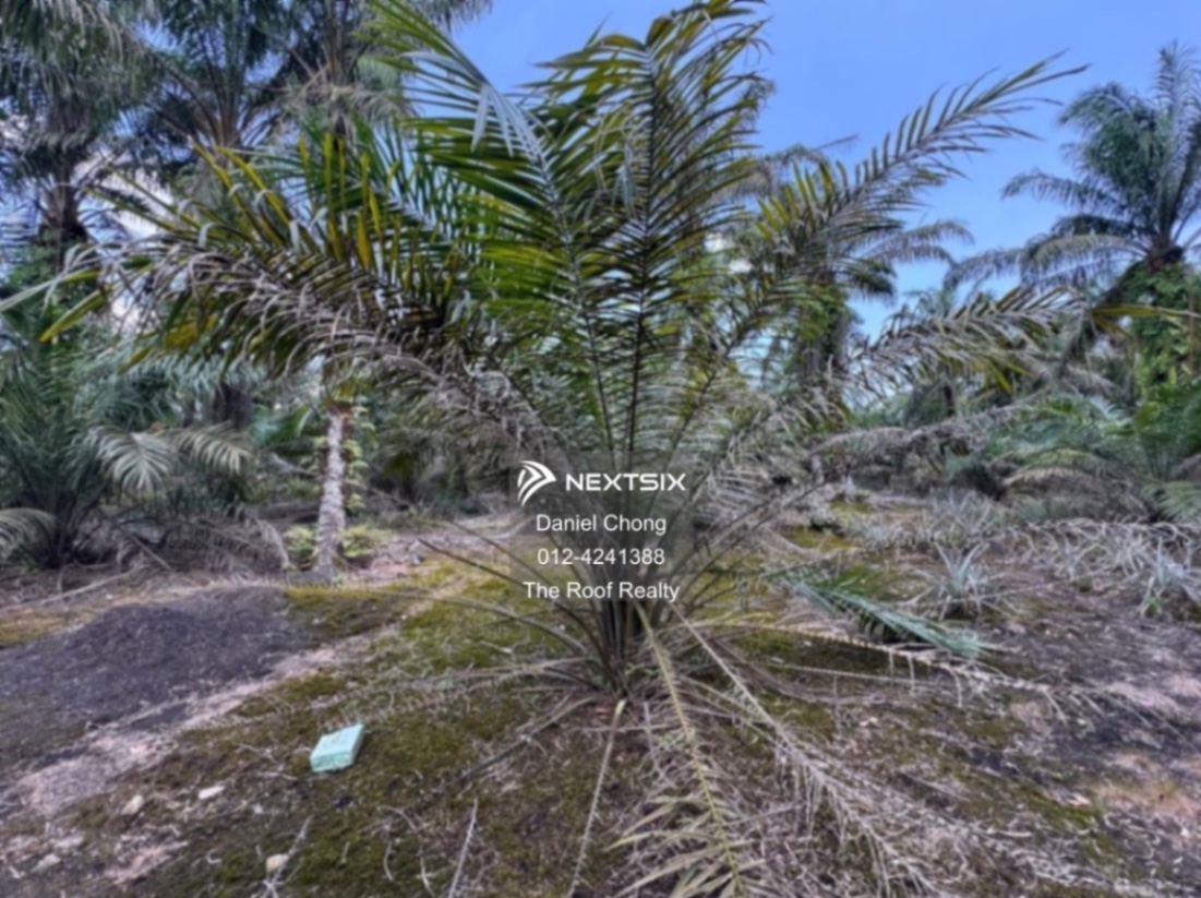 Agricultural Land For Sale in Pekan Nanas Johor - Image 6