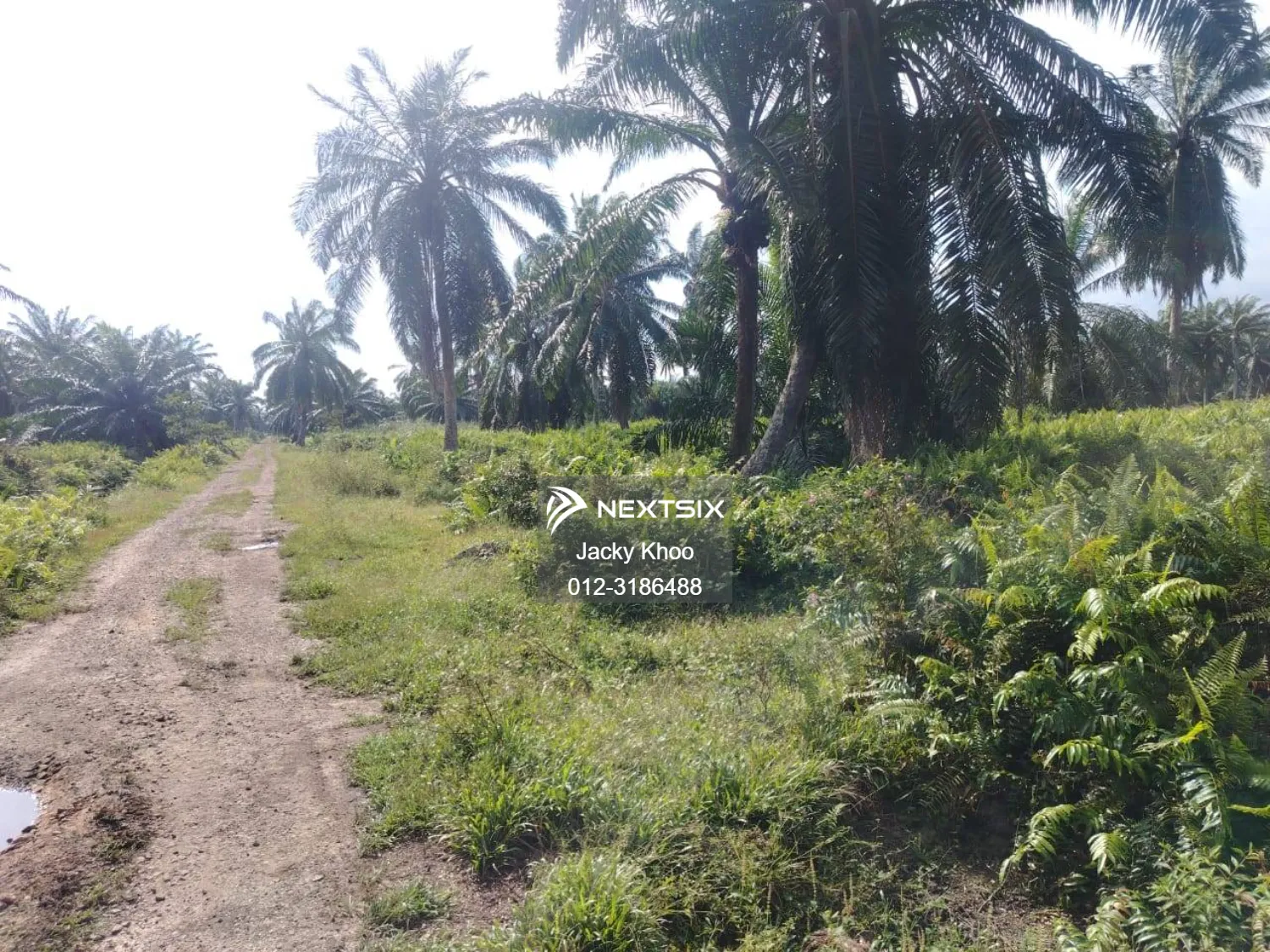 Agricultural Land For Sale in Banting Selangor - Image 10