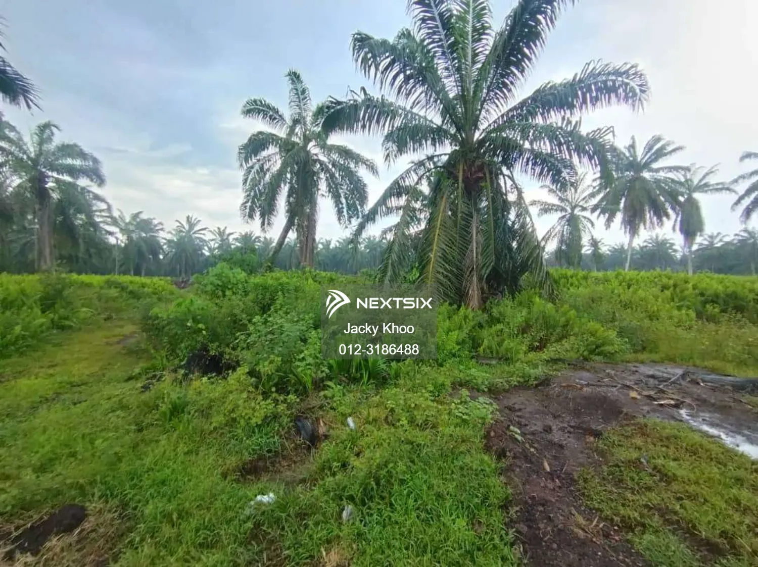 Agricultural Land For Sale in Banting Selangor - Image 5