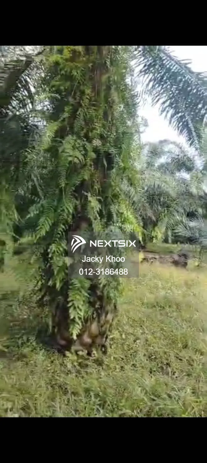 Agricultural Land For Sale in Sungai Pelek Selangor - Image 5