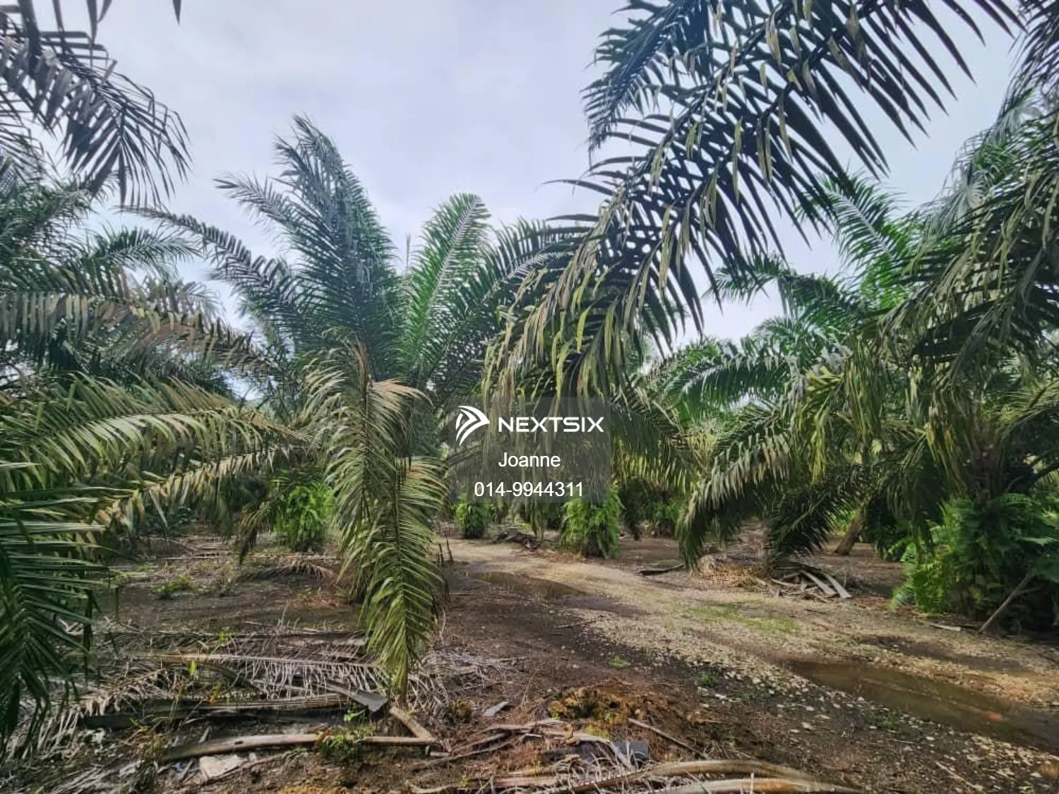 Agricultural Land For Sale in Pekan Nanas Johor