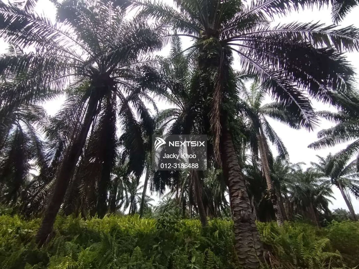 Agricultural Land For Sale in Banting Selangor - Image 2