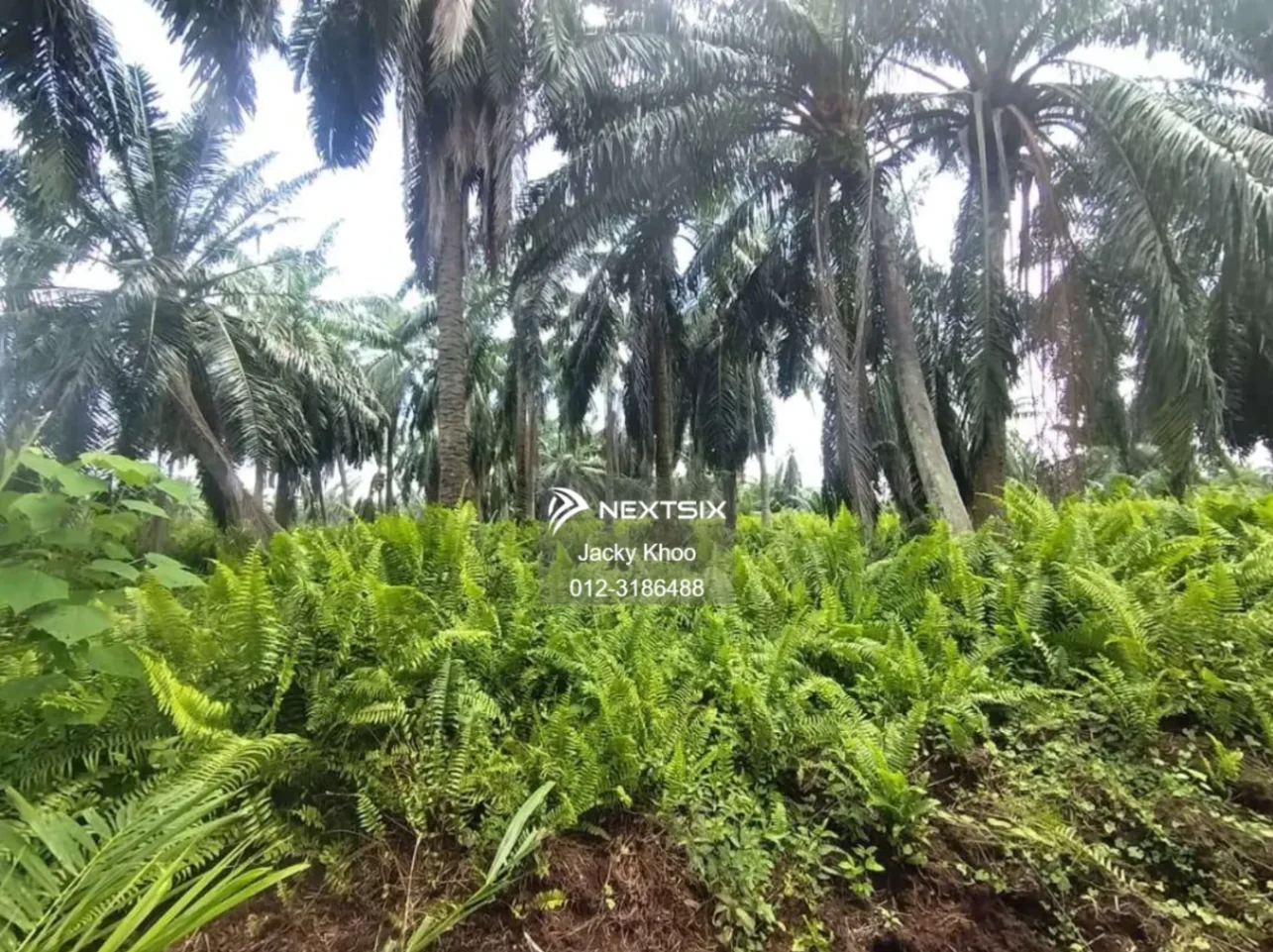 Agricultural Land For Sale in Banting Selangor - Image 4