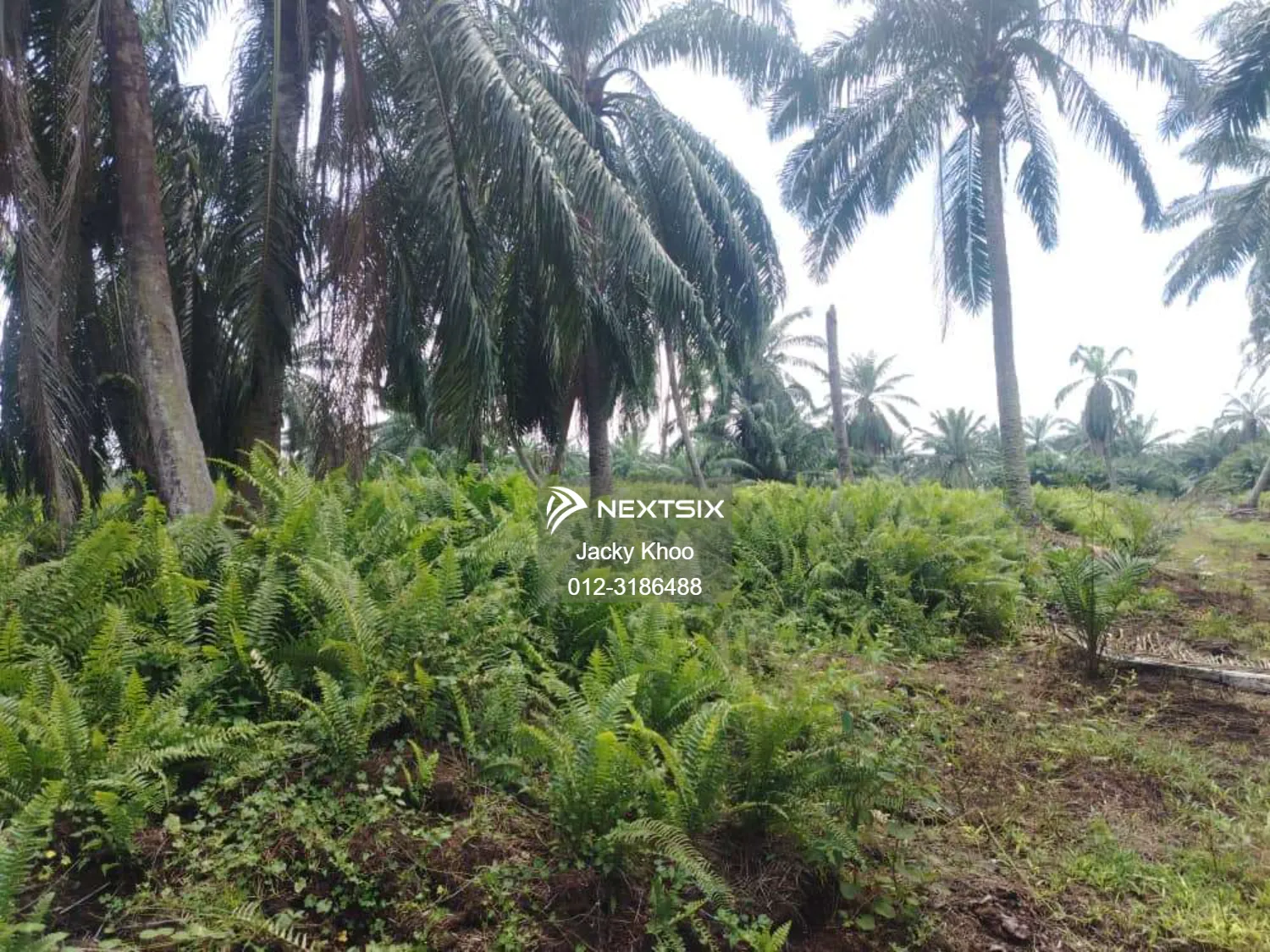 Agricultural Land For Sale in Banting Selangor - Image 5