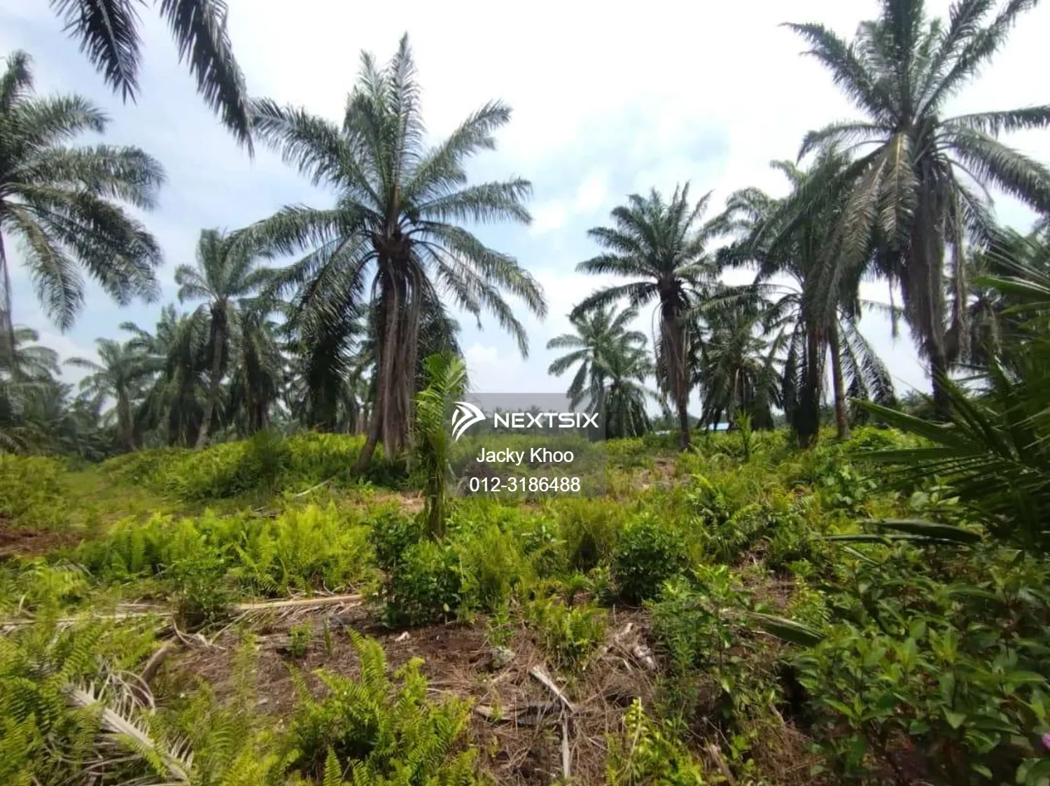 Agricultural Land For Sale in Banting Selangor - Image 6