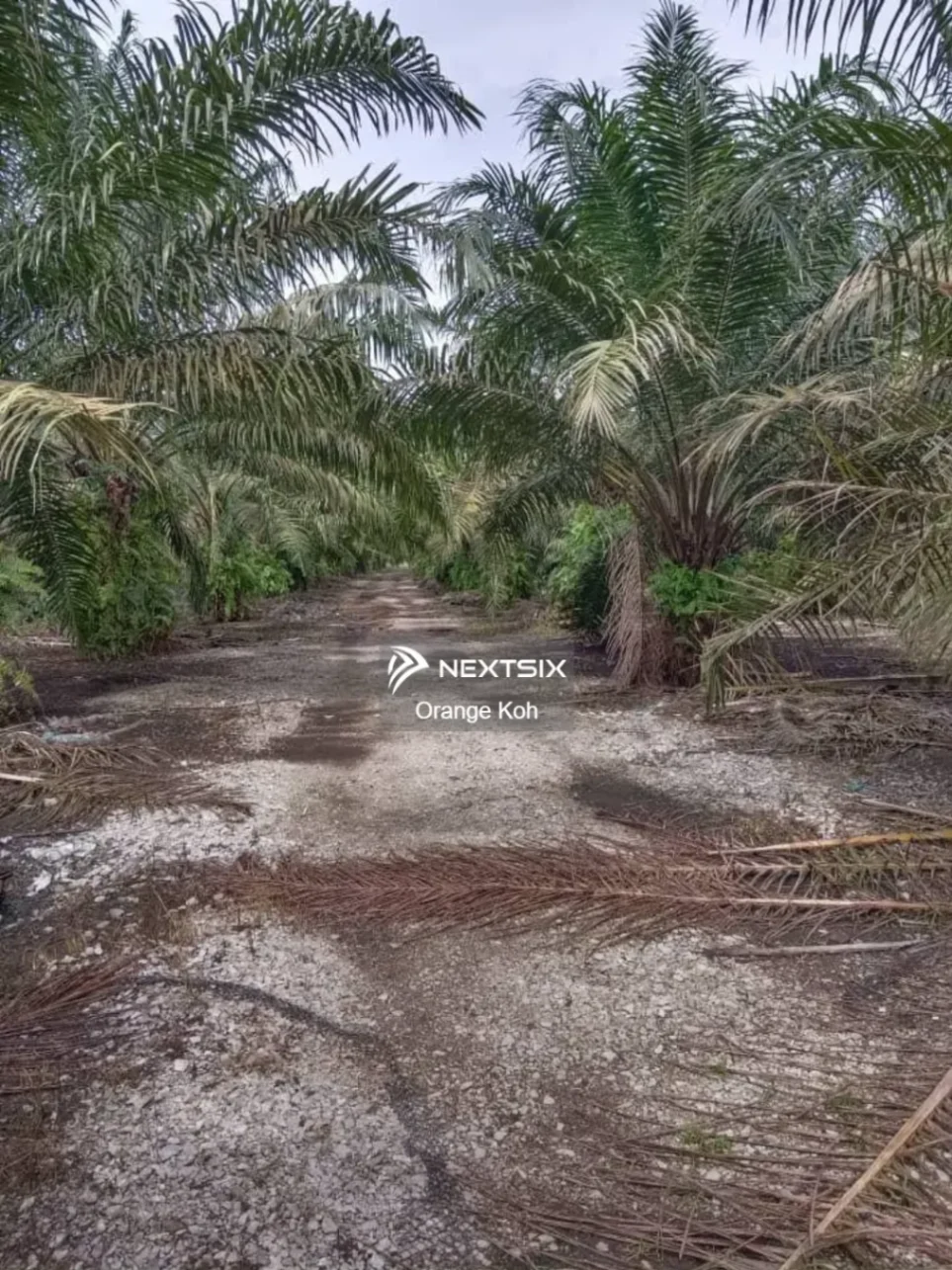 Agricultural Land For Sale in Pekan Nanas Johor