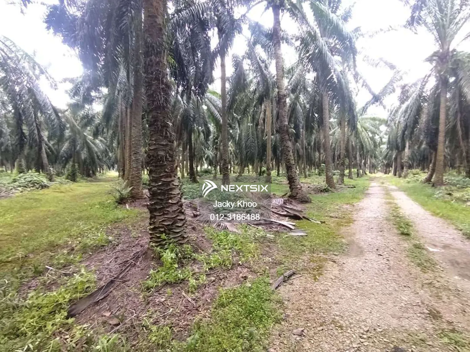 Agricultural Land For Sale in Banting Selangor - Image 2