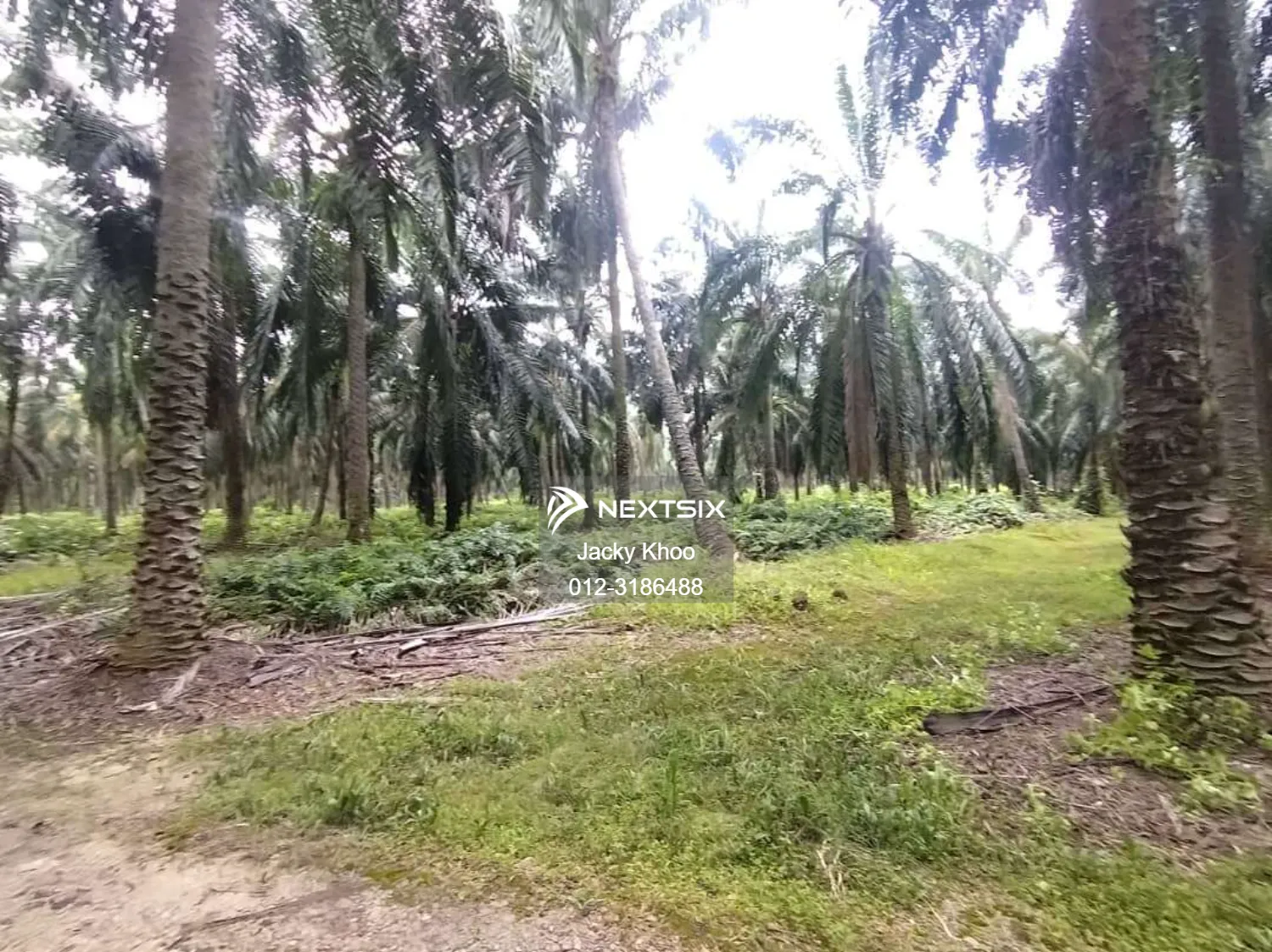 Agricultural Land For Sale in Banting Selangor - Image 4