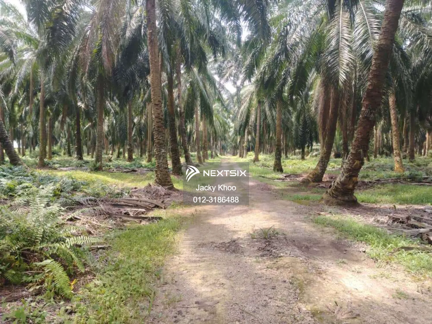Agricultural Land For Sale in Banting Selangor - Image 5