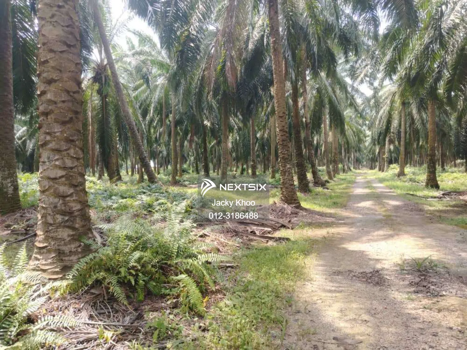 Agricultural Land For Sale in Banting Selangor - Image 6