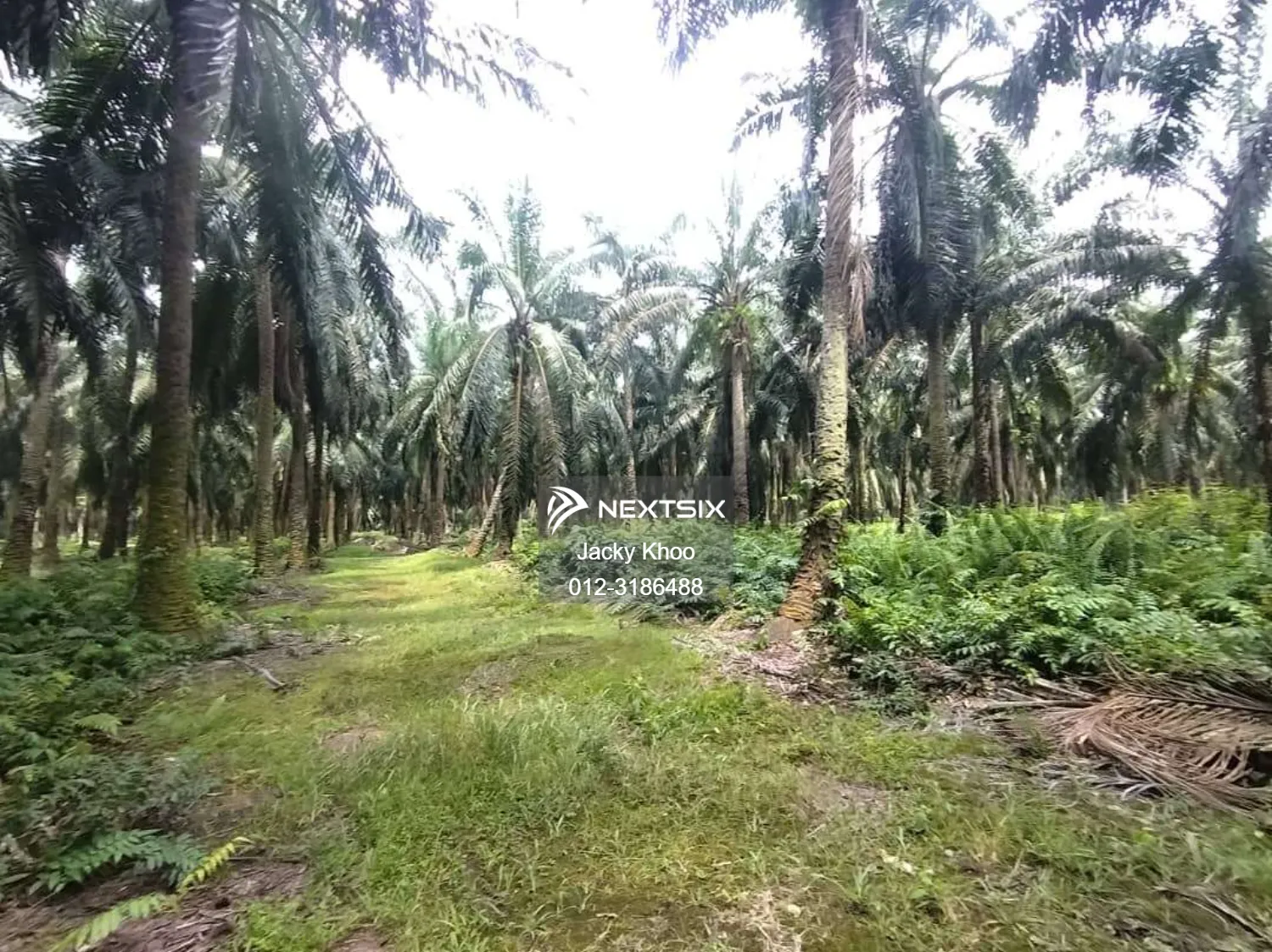 Agricultural Land For Sale in Banting Selangor - Image 7