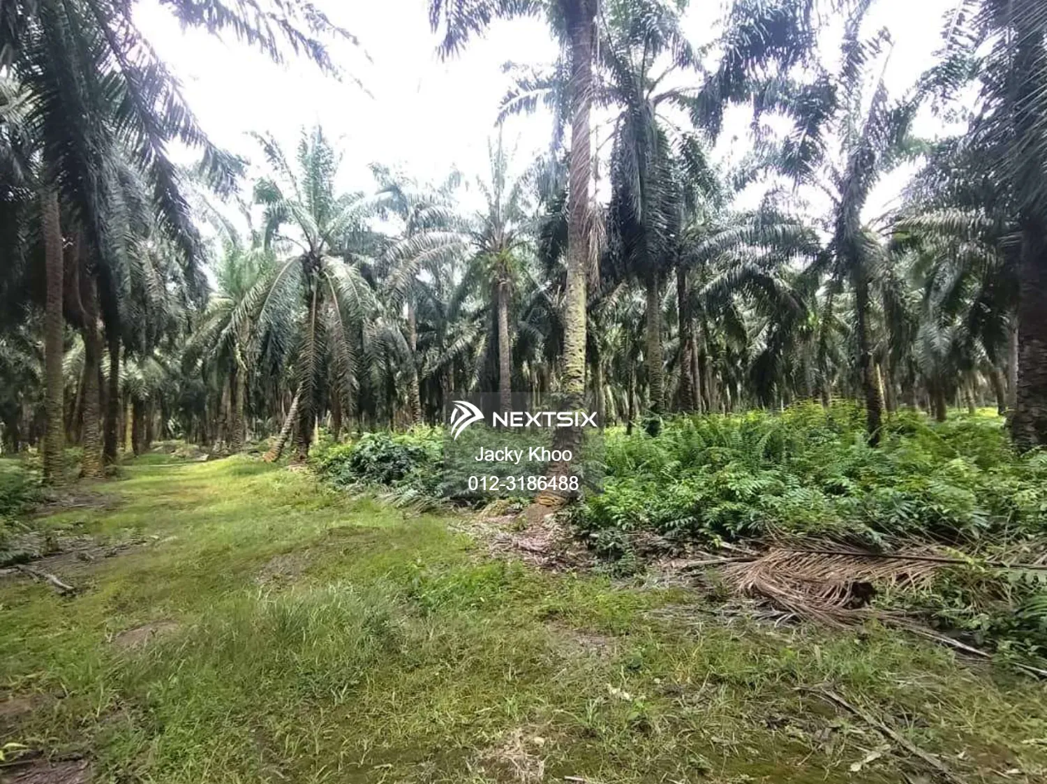 Agricultural Land For Sale in Banting Selangor - Image 8