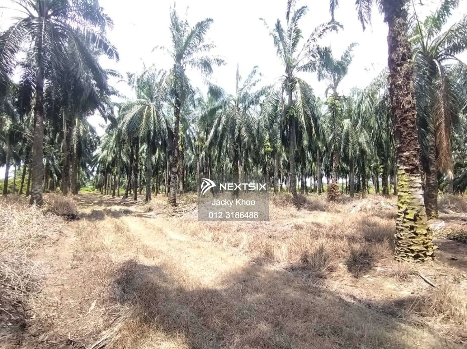 Agricultural Land For Sale in Banting Selangor - Image 5