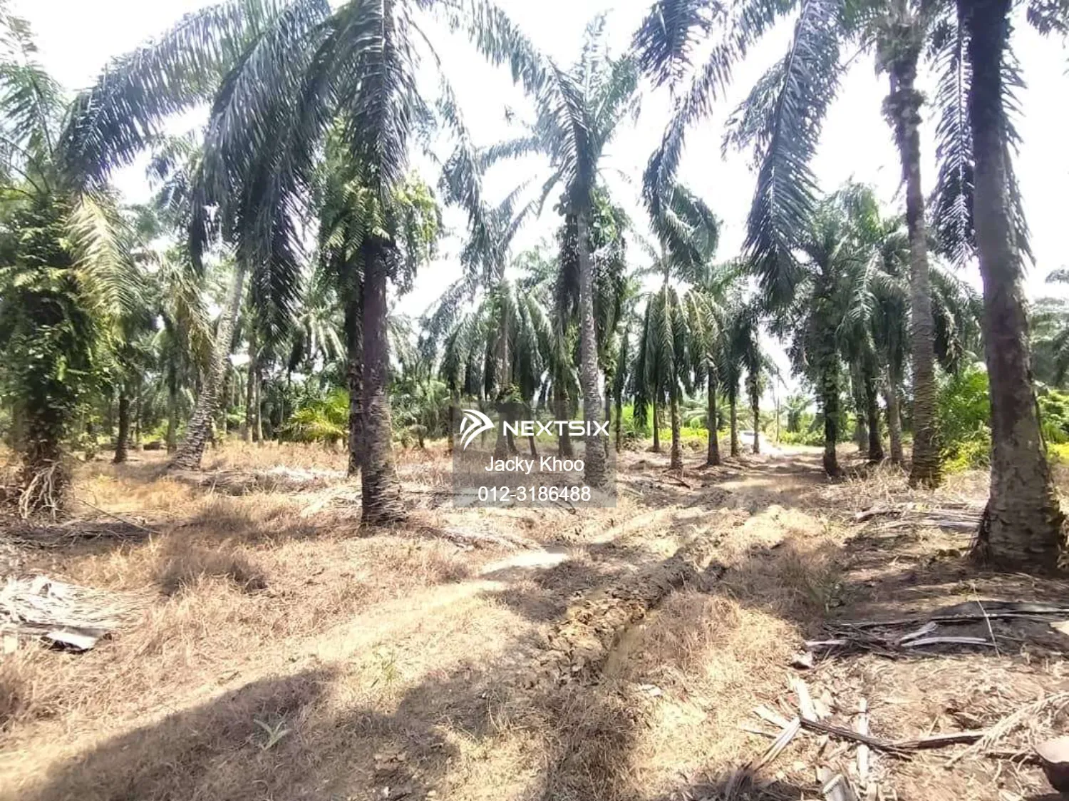 Agricultural Land For Sale in Banting Selangor - Image 6