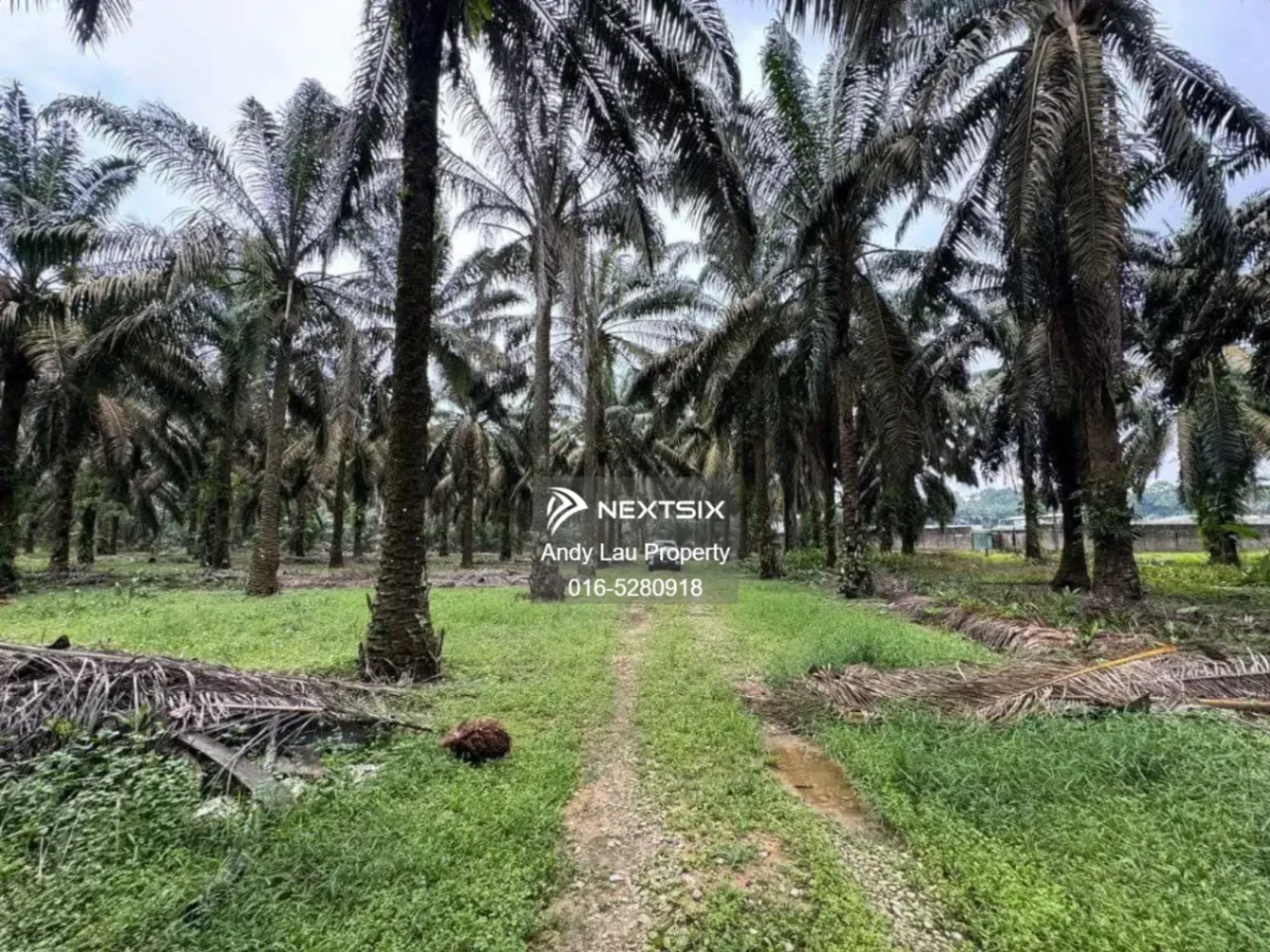 Kulai / Senai / Seelong / Saleng / Kelapa Sawit / Kempas