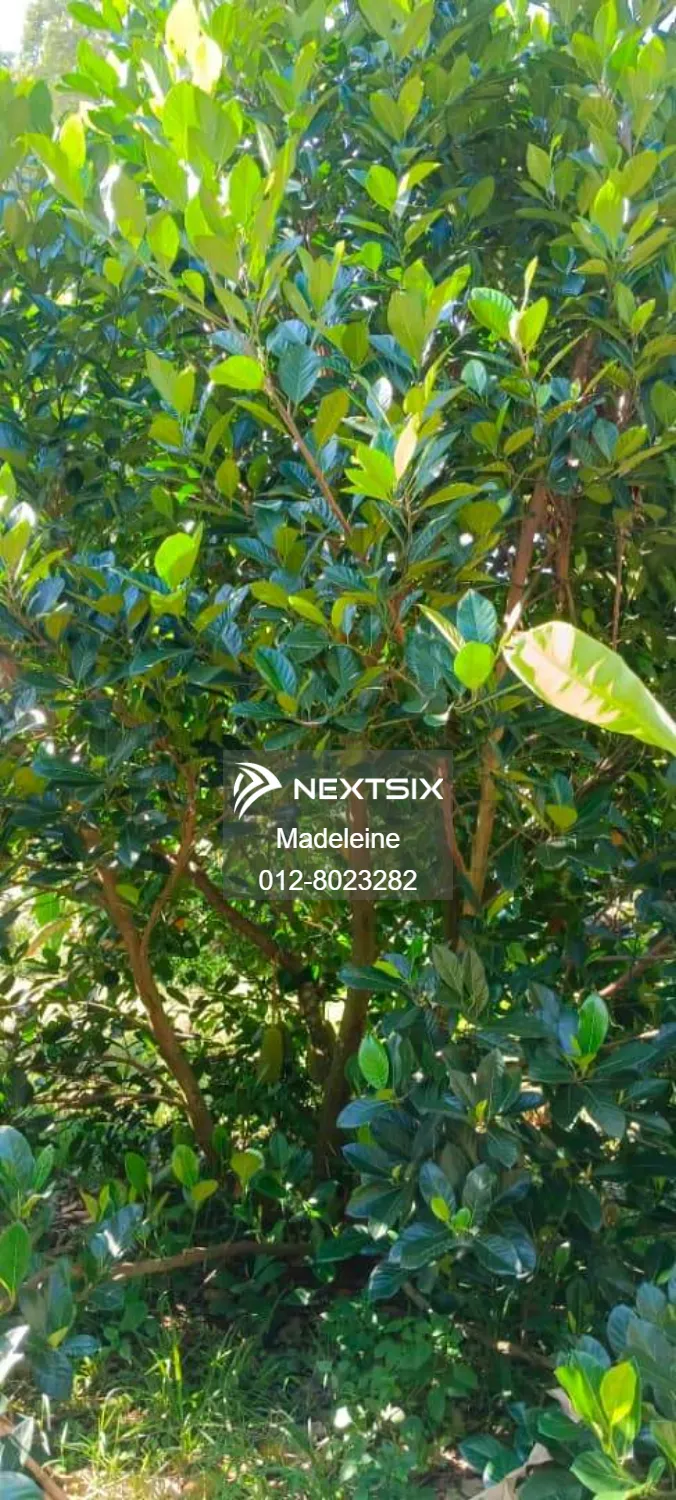 Agricultural Land For Sale in Papar Sabah - Image 6