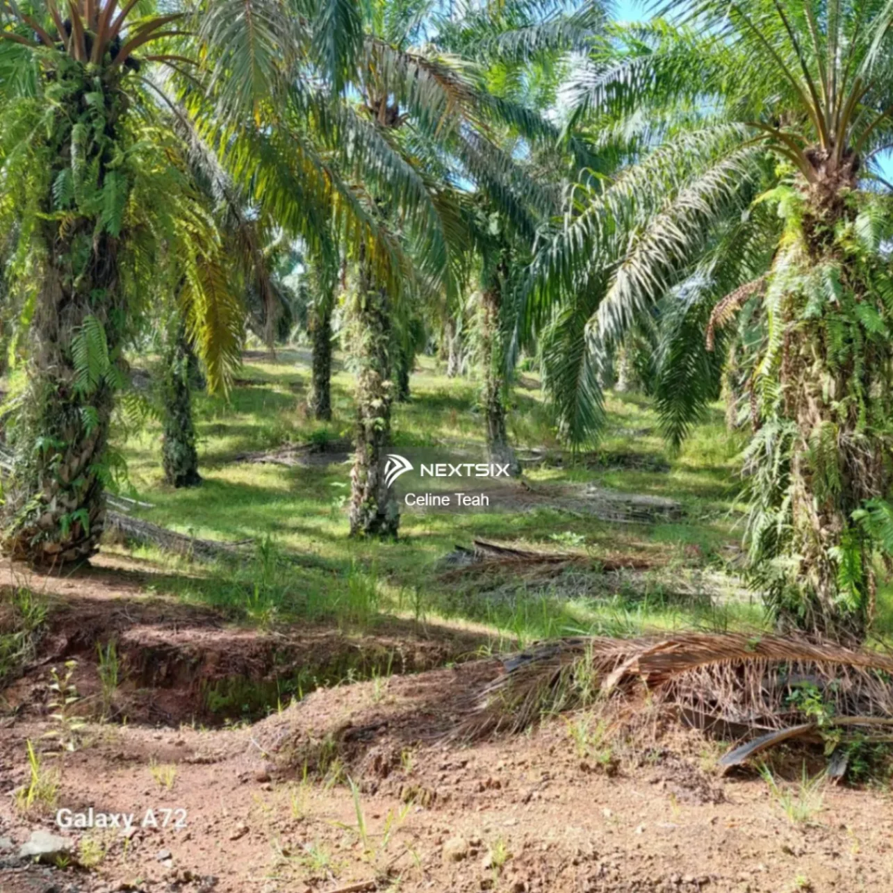 Agricultural Land For Sale in Lahad Datu Sabah - Image 11