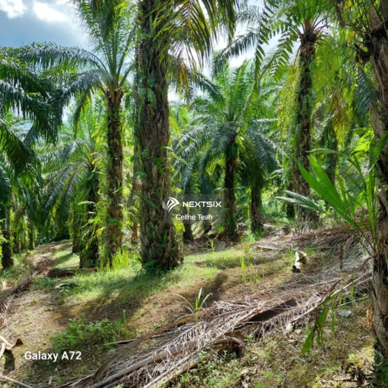 Agricultural Land For Sale in Lahad Datu Sabah - Image 9