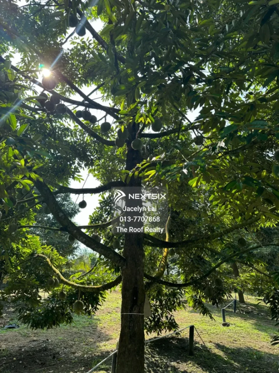 Agricultural Land For Sale in Batu Pahat Johor - Image 8