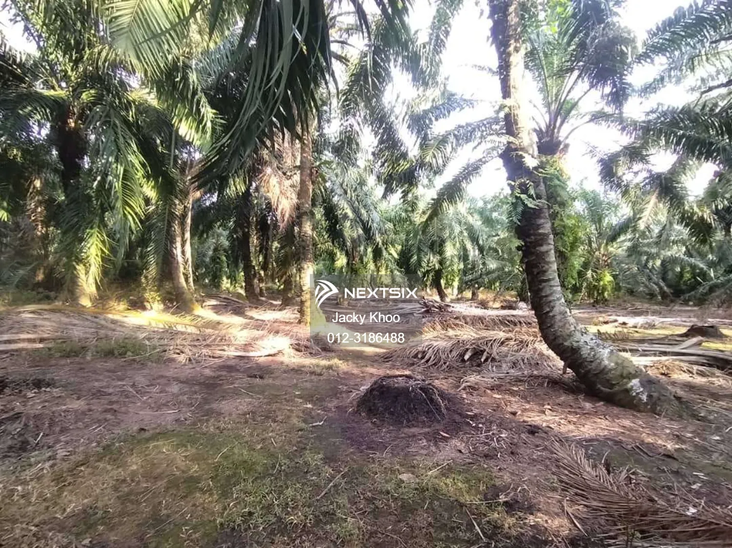 Agricultural Land For Sale in Banting Selangor - Image 7