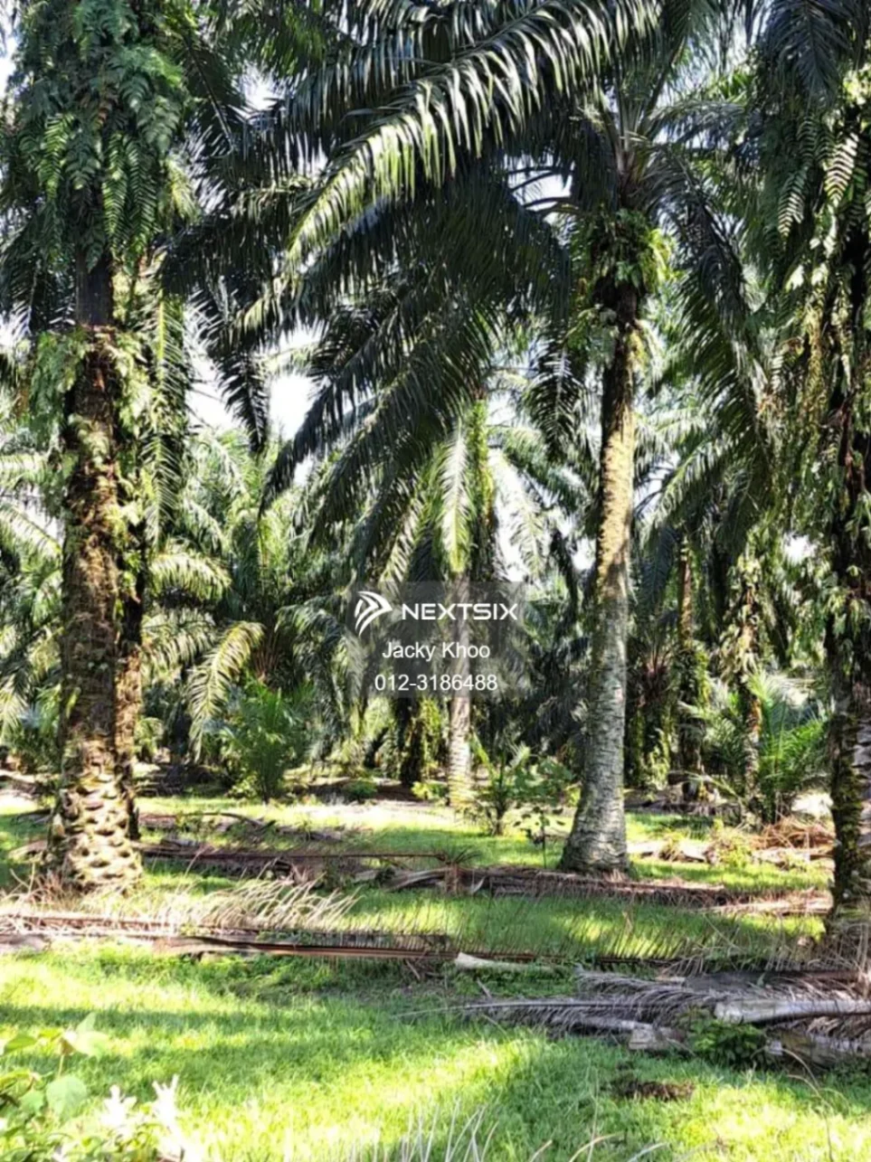 Agricultural Land For Sale in Banting Selangor - Image 6