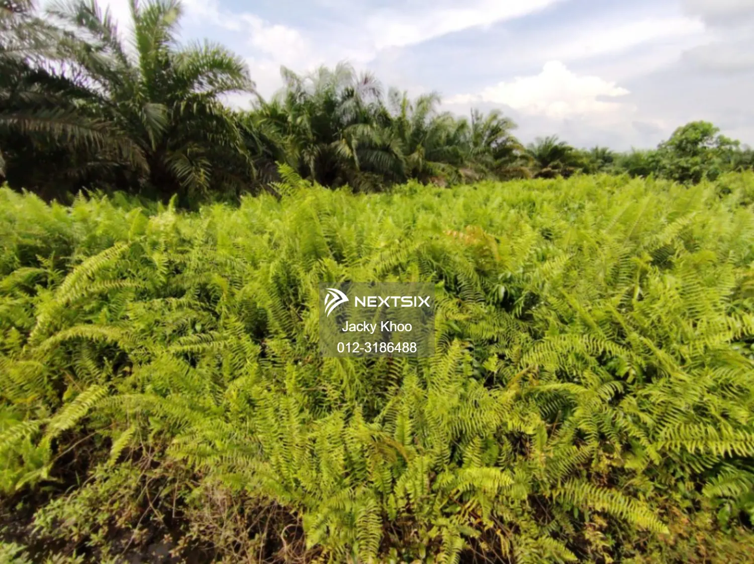 Agricultural Land For Sale in Banting Selangor - Image 5