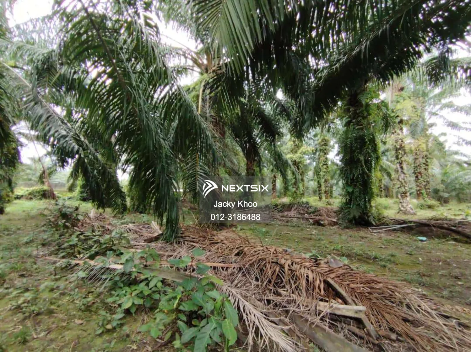 Agricultural Land For Sale in Banting Selangor - Image 7