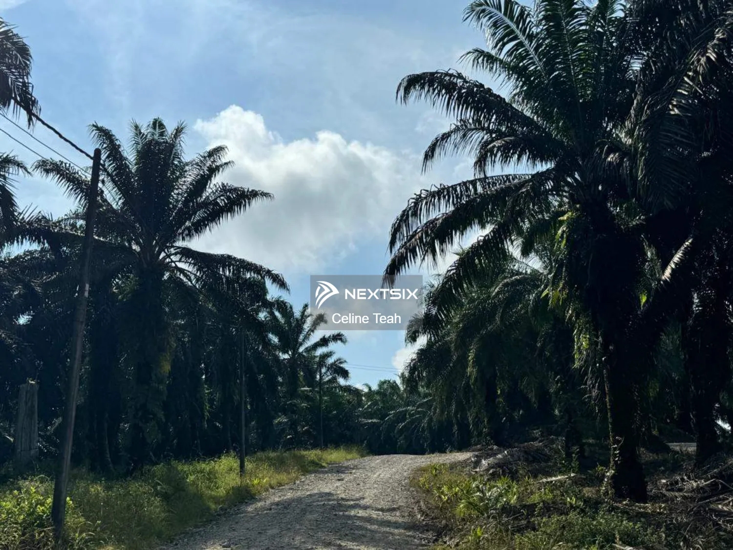 Prime Palm Oil Land