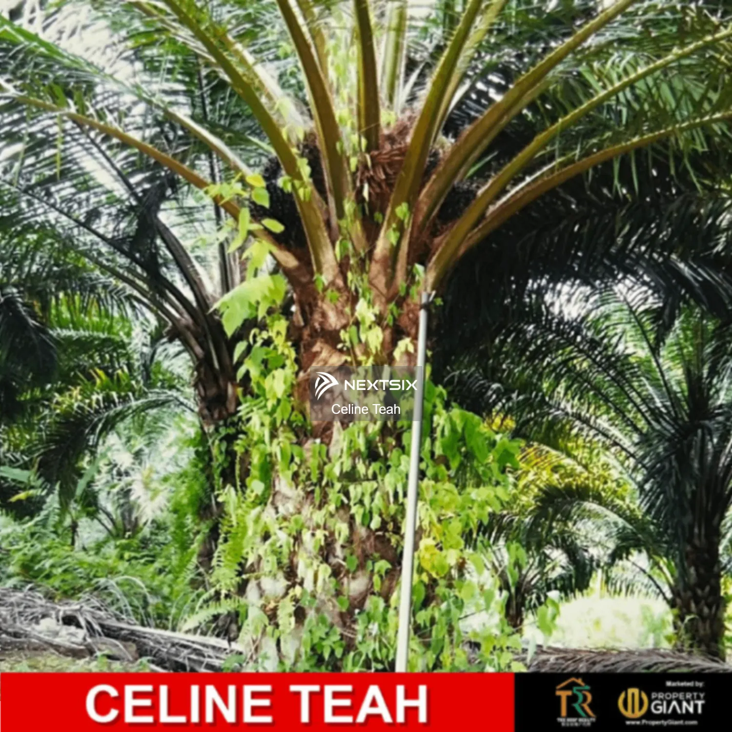 200 Acres Oil Palm Plantation