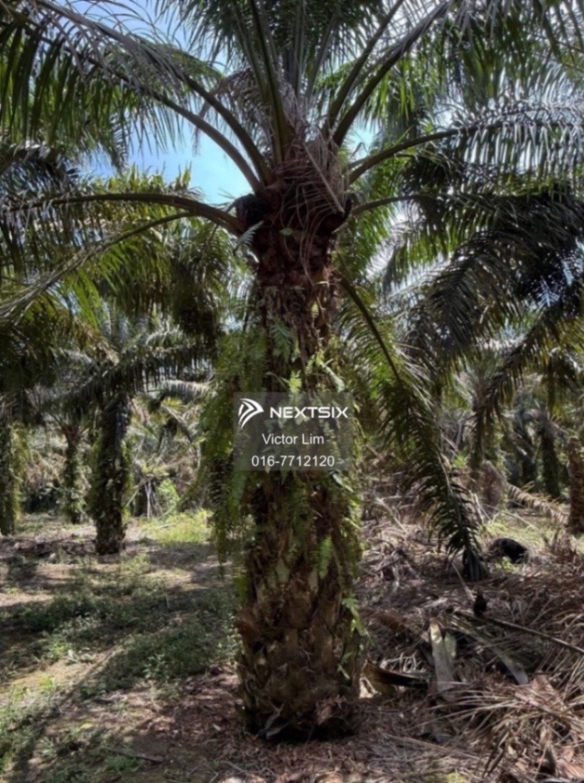 Agricultural Land For Sale in Simpang Rengam Johor