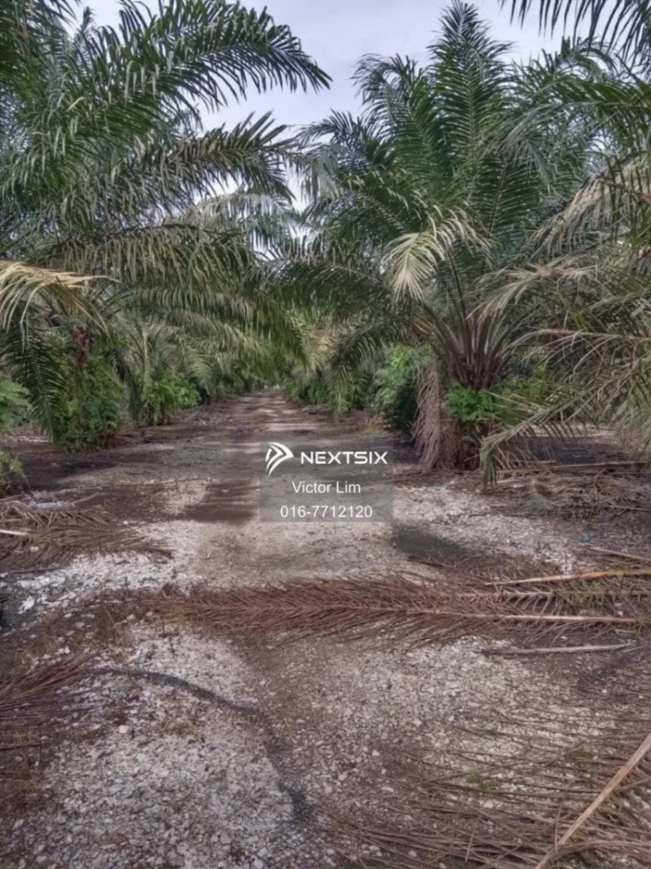 Agricultural Land For Sale in Pekan Nanas Johor