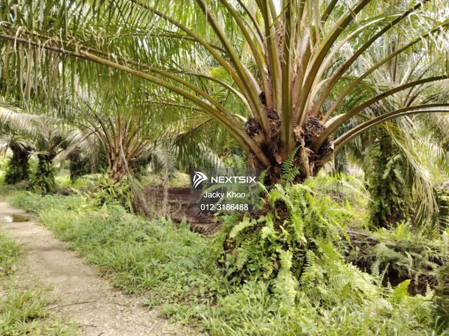 Agricultural Land For Sale in Banting Selangor - Image 4