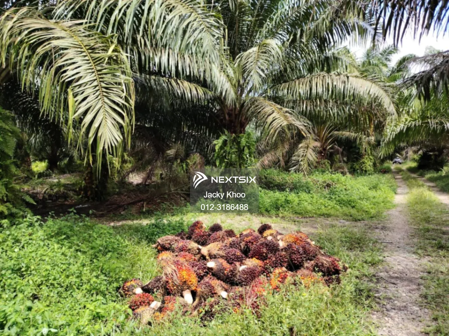 Agricultural Land For Sale in Banting Selangor - Image 5