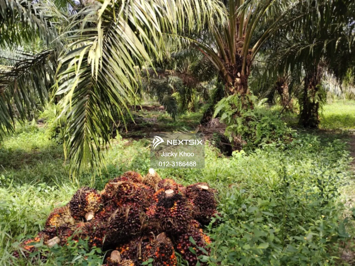 Agricultural Land For Sale in Banting Selangor - Image 6