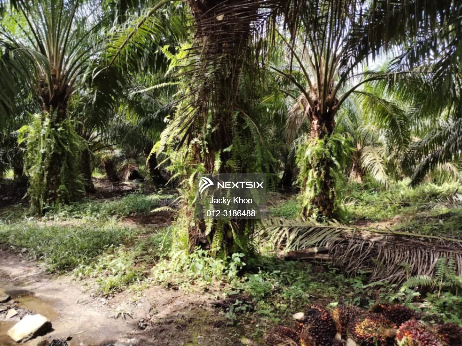 Agricultural Land For Sale in Banting Selangor - Image 7