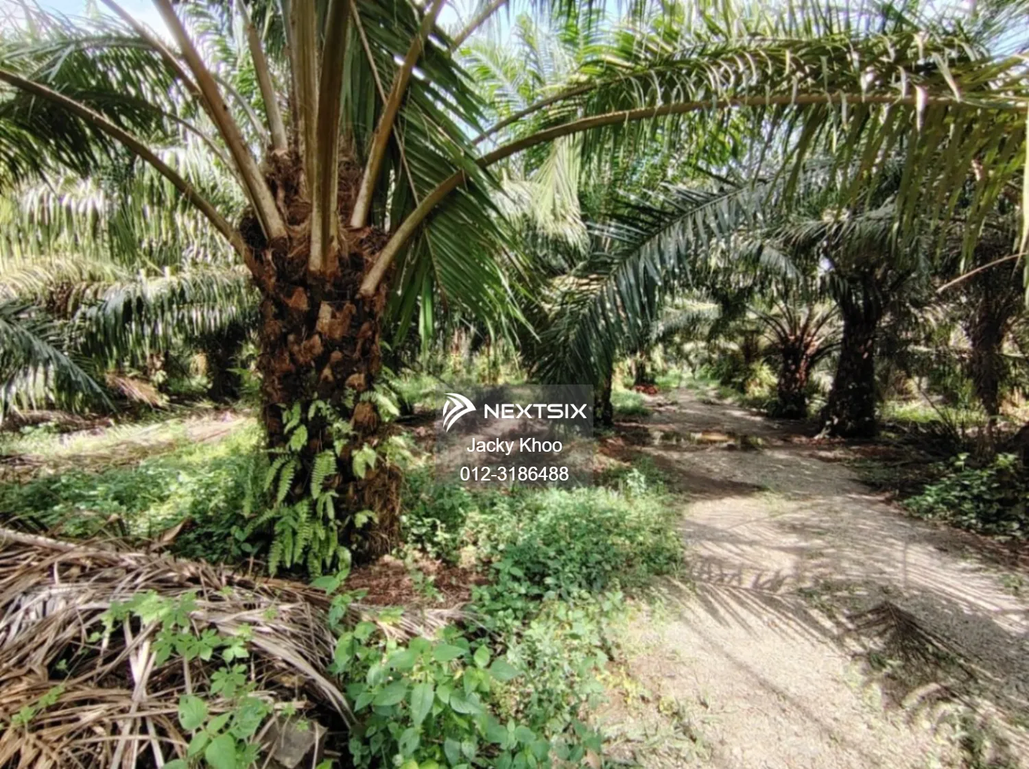 Agricultural Land For Sale in Banting Selangor - Image 9