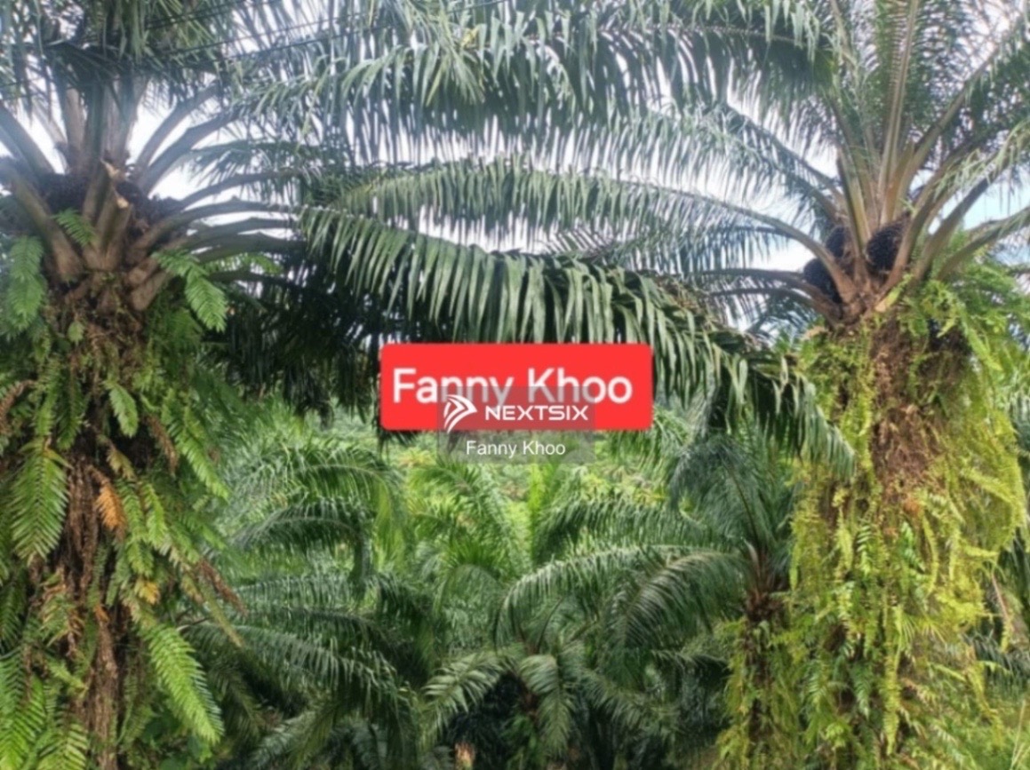 Commercial Land For Sale in Beaufort Sabah - Image 3