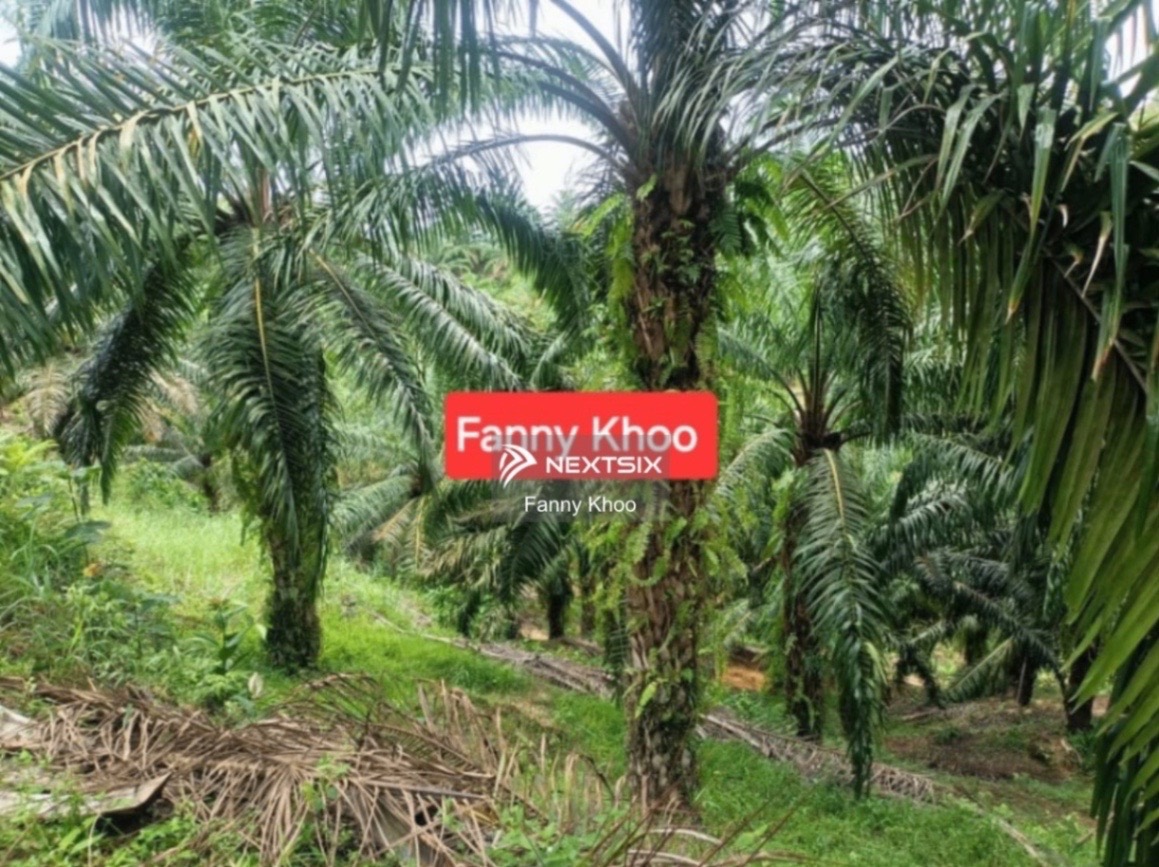 Commercial Land For Sale in Beaufort Sabah - Image 4