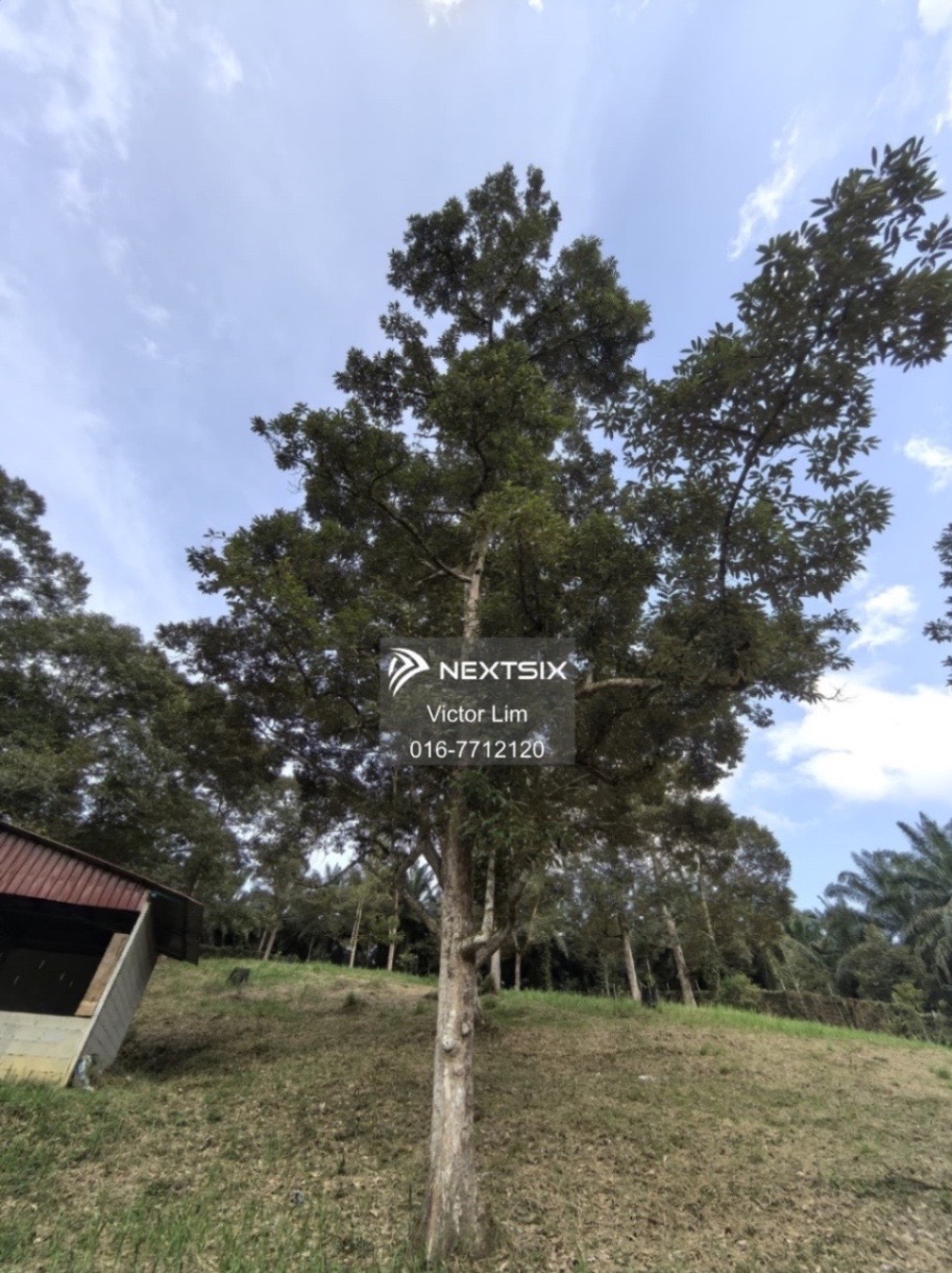 Agricultural Land For Sale in Kota Tinggi Johor - Image 10