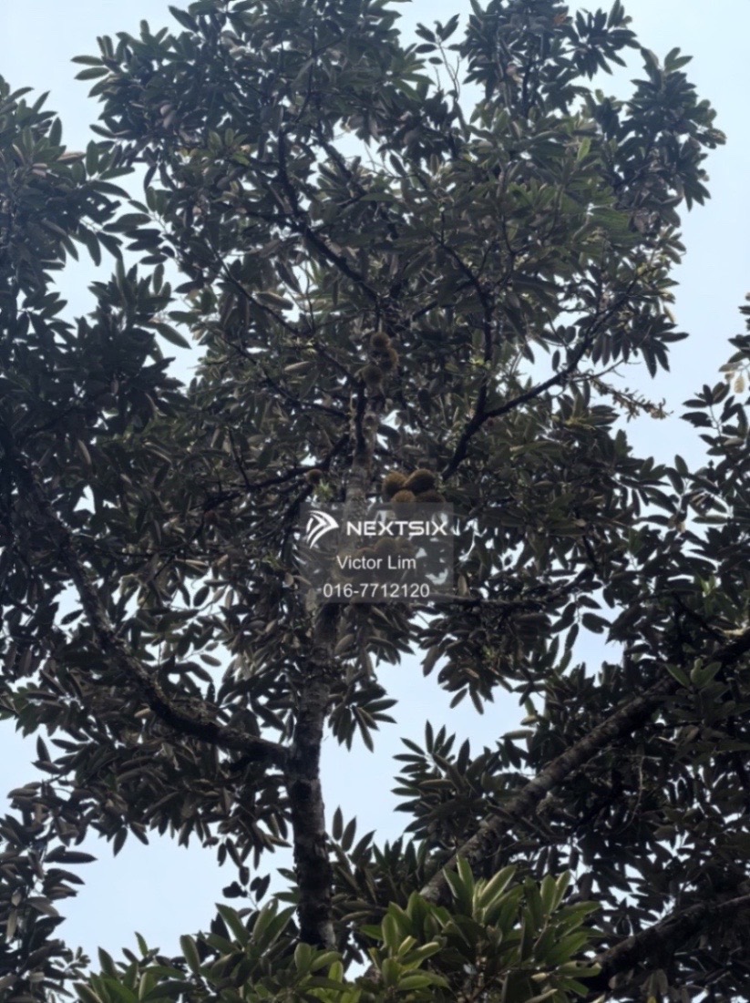 Agricultural Land For Sale in Kota Tinggi Johor - Image 9