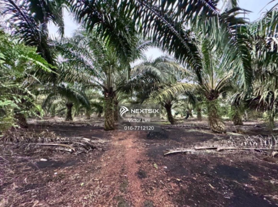Agricultural Land For Sale in Pekan Nanas Johor