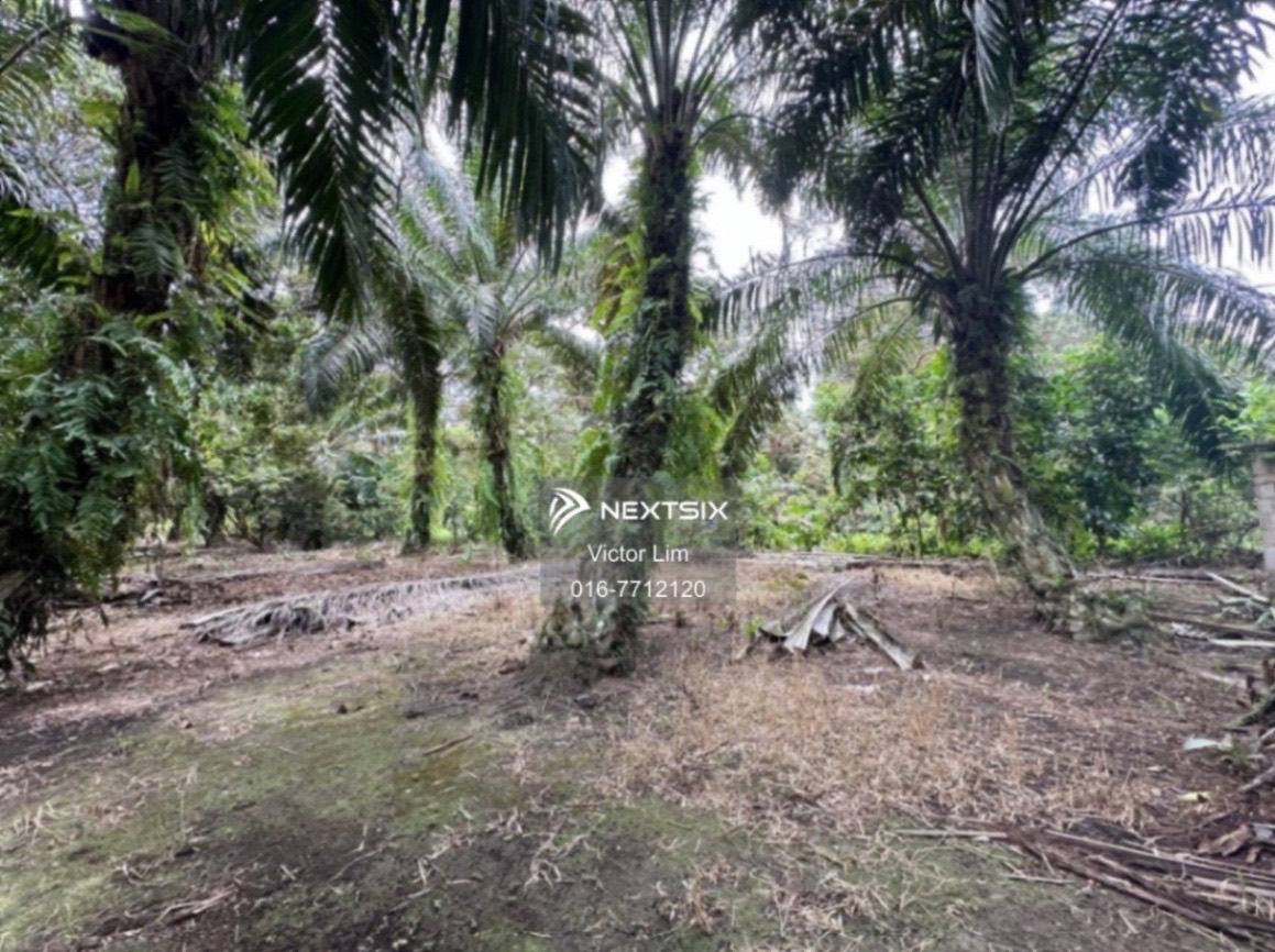 Agricultural Land For Sale in Pontian Johor