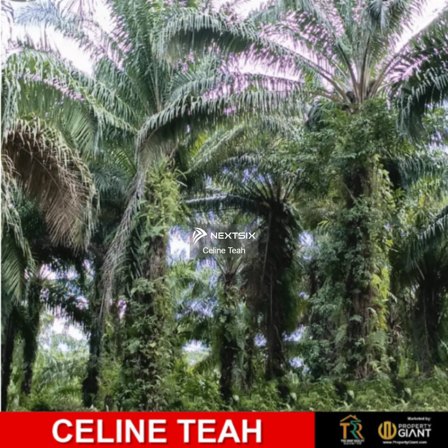 Agricultural Land For Sale in Ranau Sabah