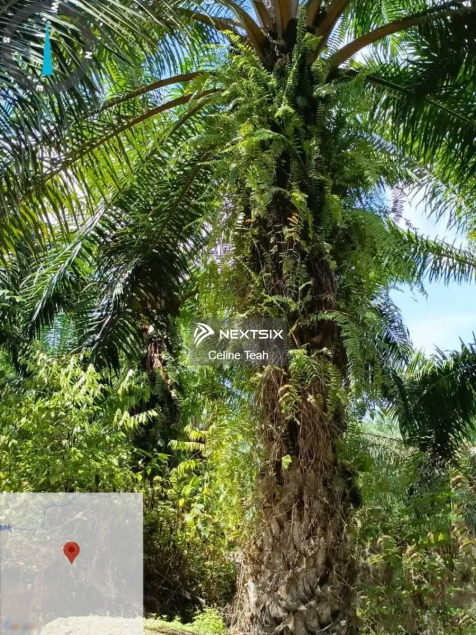 Agricultural Land For Sale in Ranau Sabah - Image 9